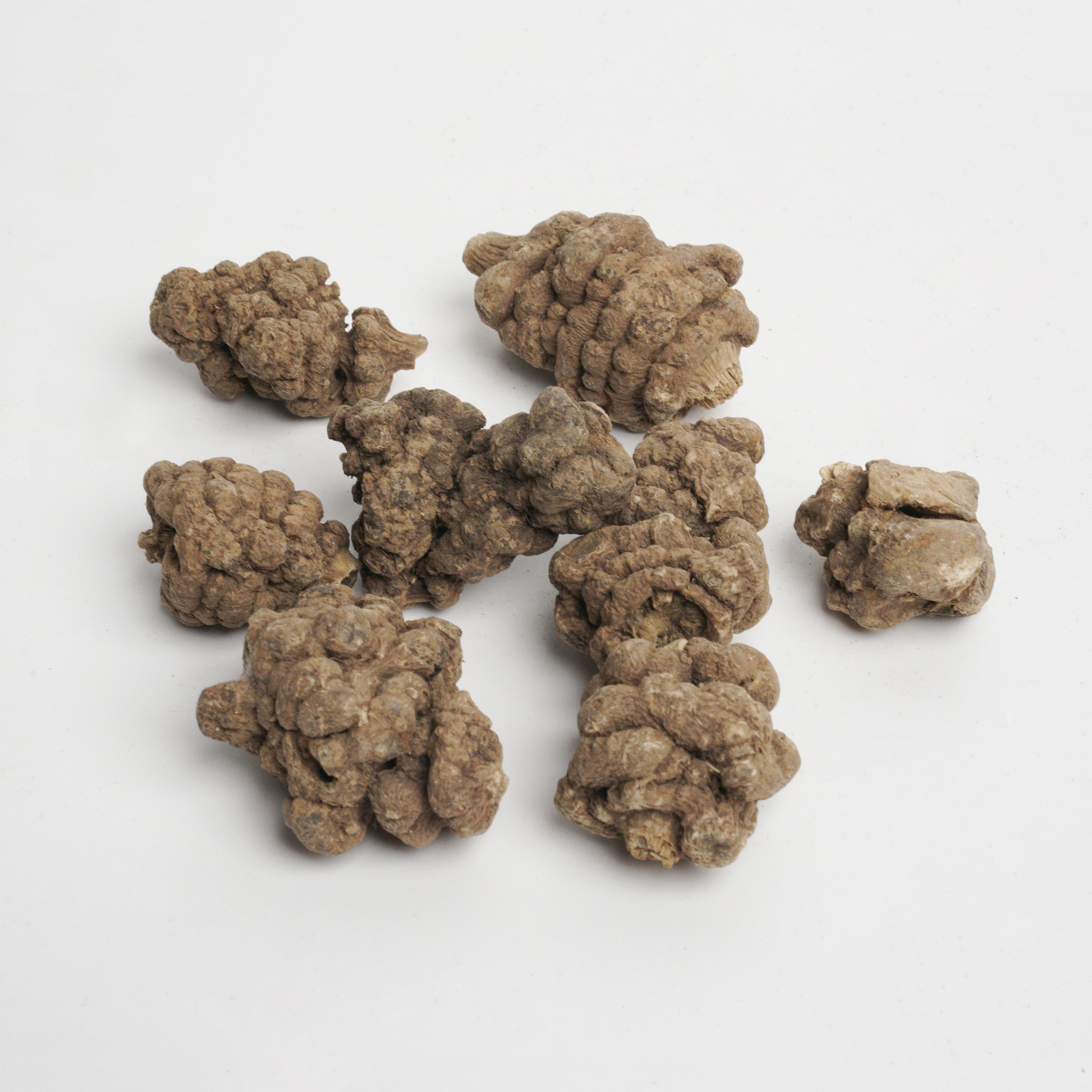 Rhizoma Chuanxiong