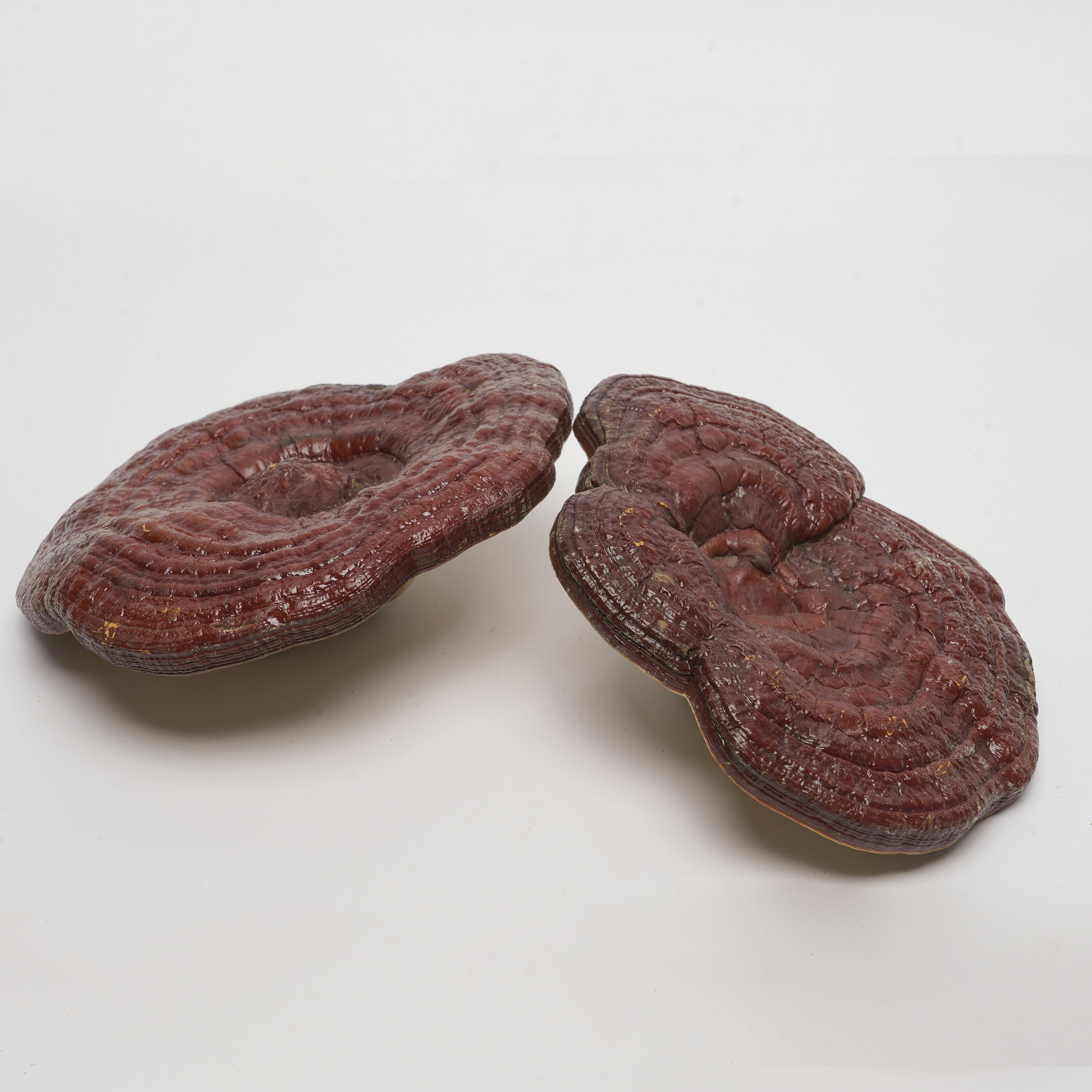 Ganoderma