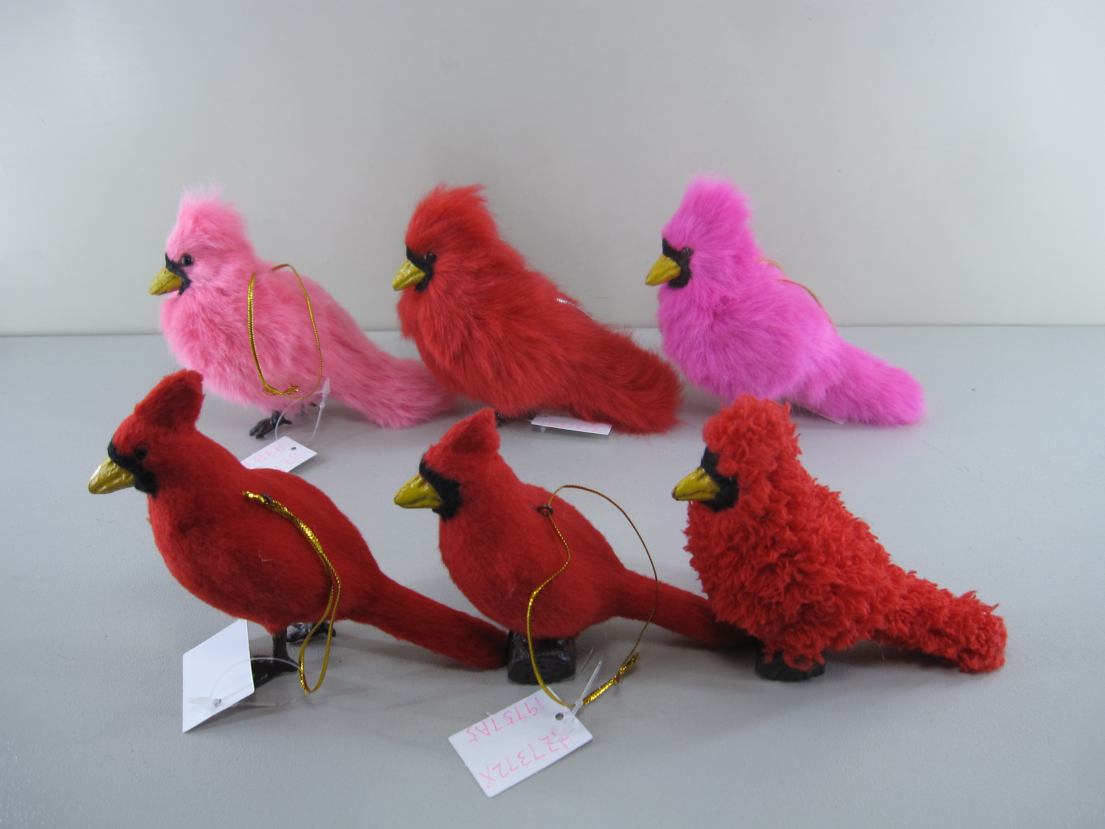 Cardinal bird