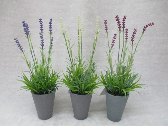 S068#potted Plants