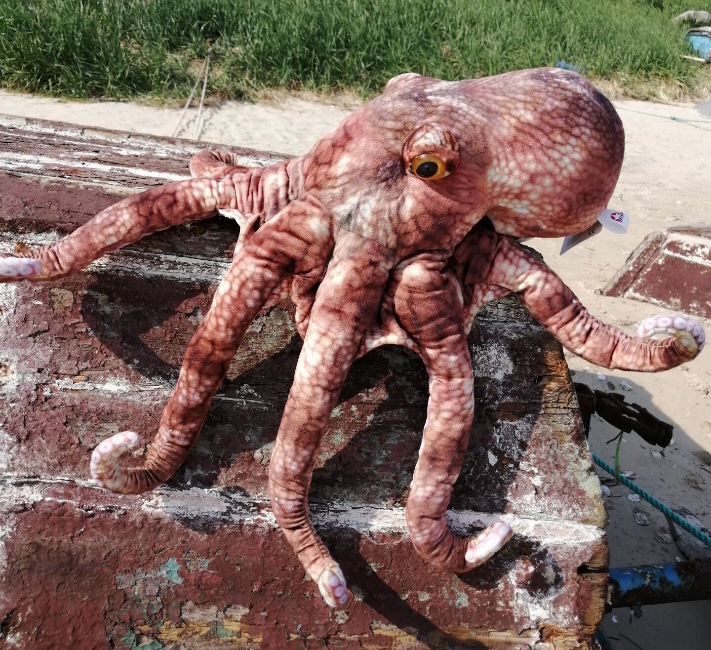 Octopus
