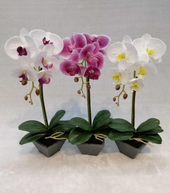 058#potted Orchid
