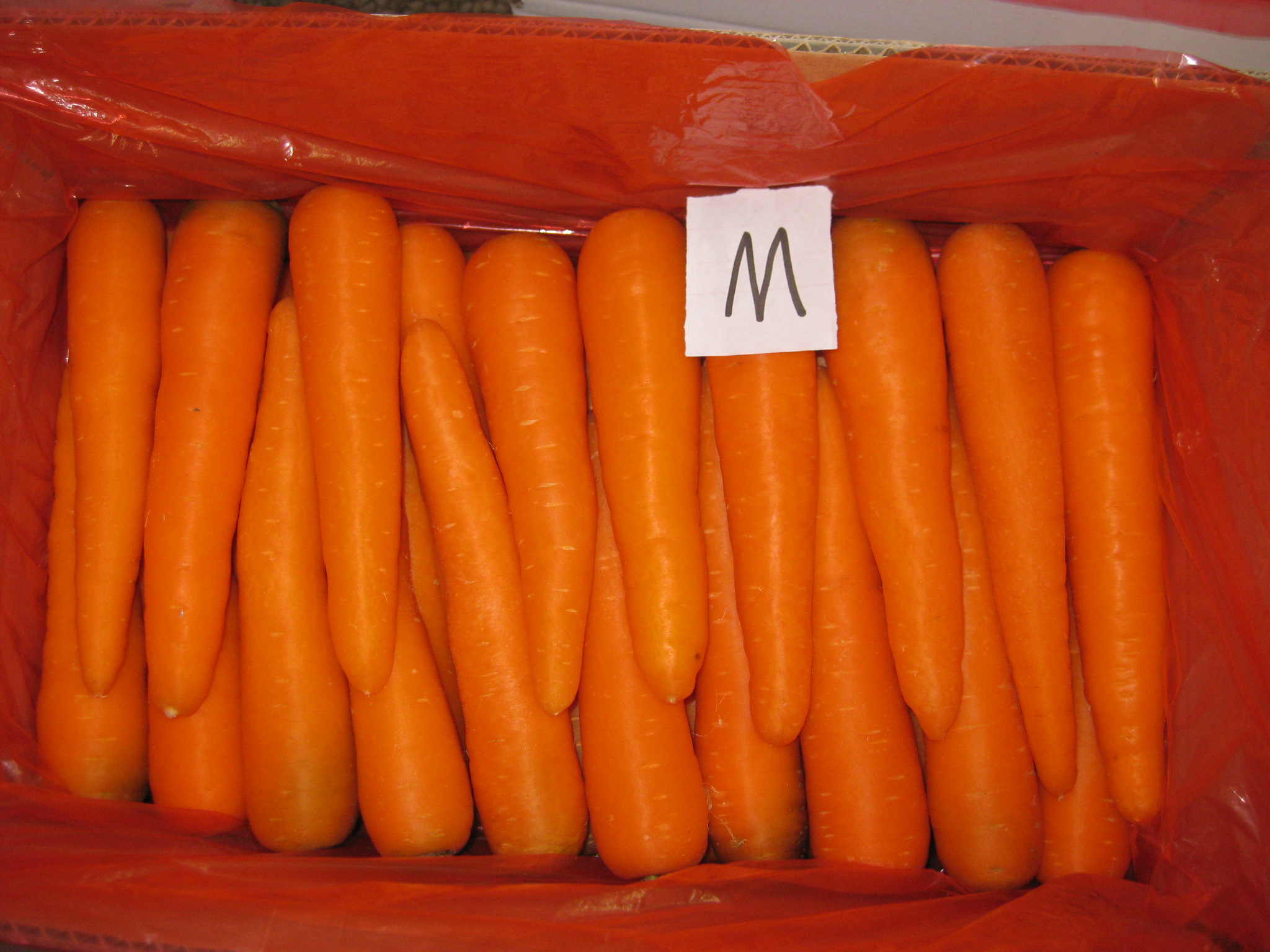 Fresh Carrot