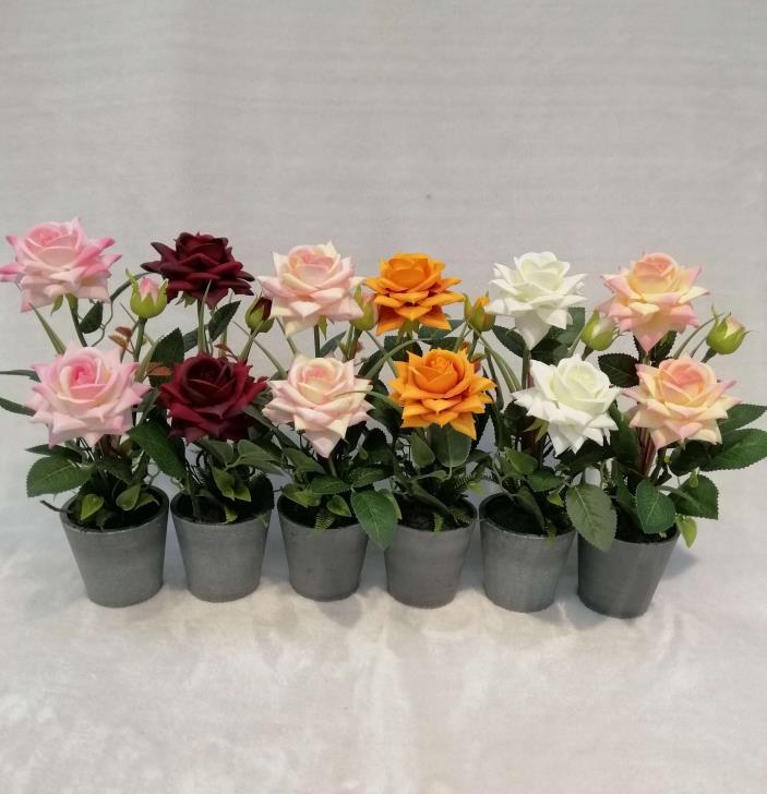 25#potted 3h Rose