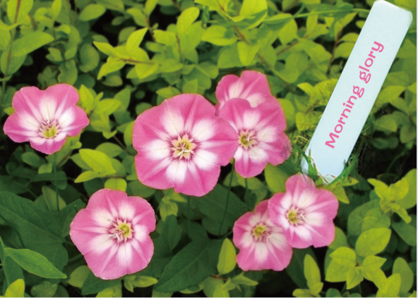 Plant label