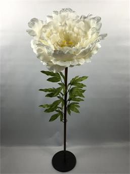 Peony