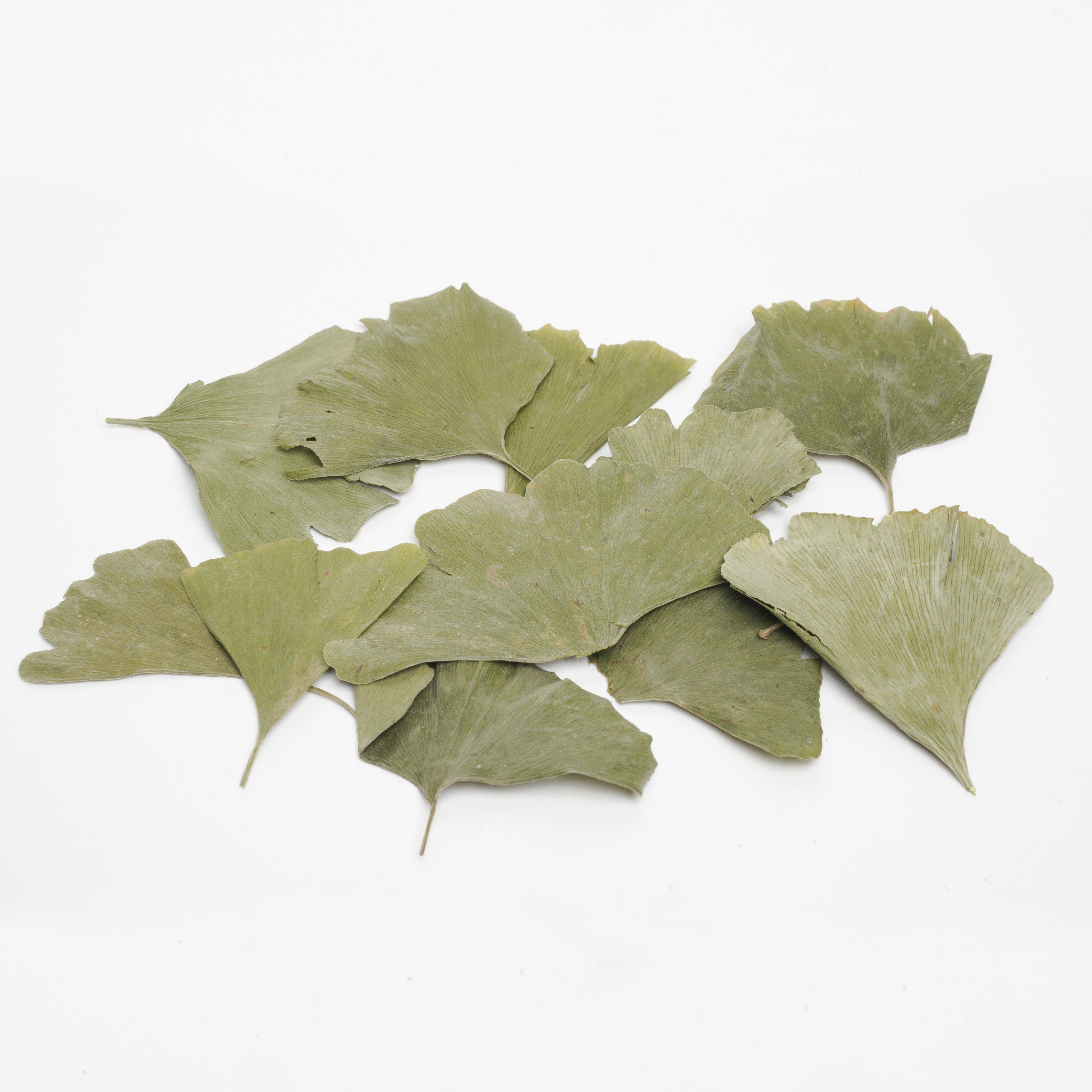 Folium Ginkgo