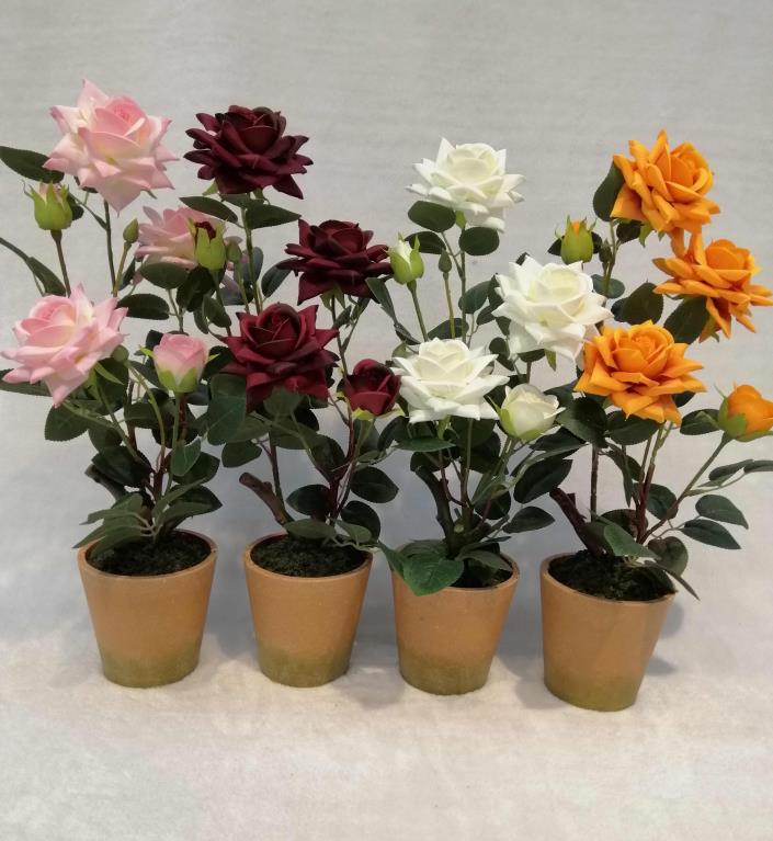 028#potted 5h Rose