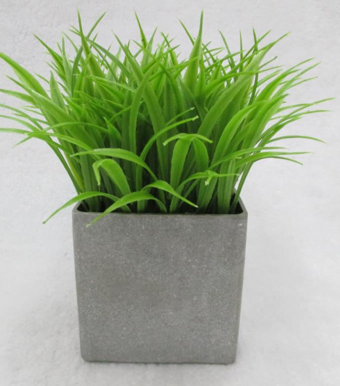 S067#potted Plants