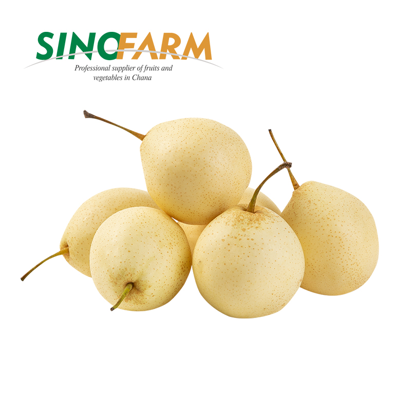 SHANDONG SINOFARM FOOD CO.,LTD – Fresh radish 3