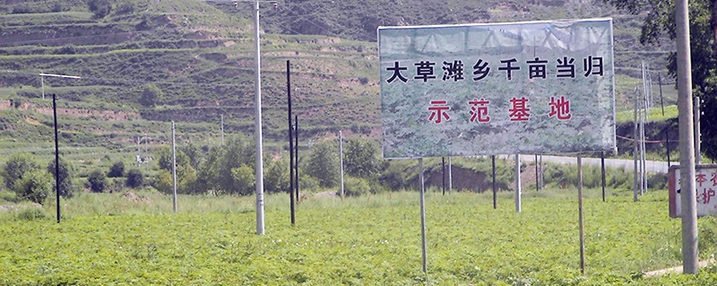 Yuzhong Longyuan Medicinal Materials Planting Professional Cooperative – Codonopsis pilosula 3
