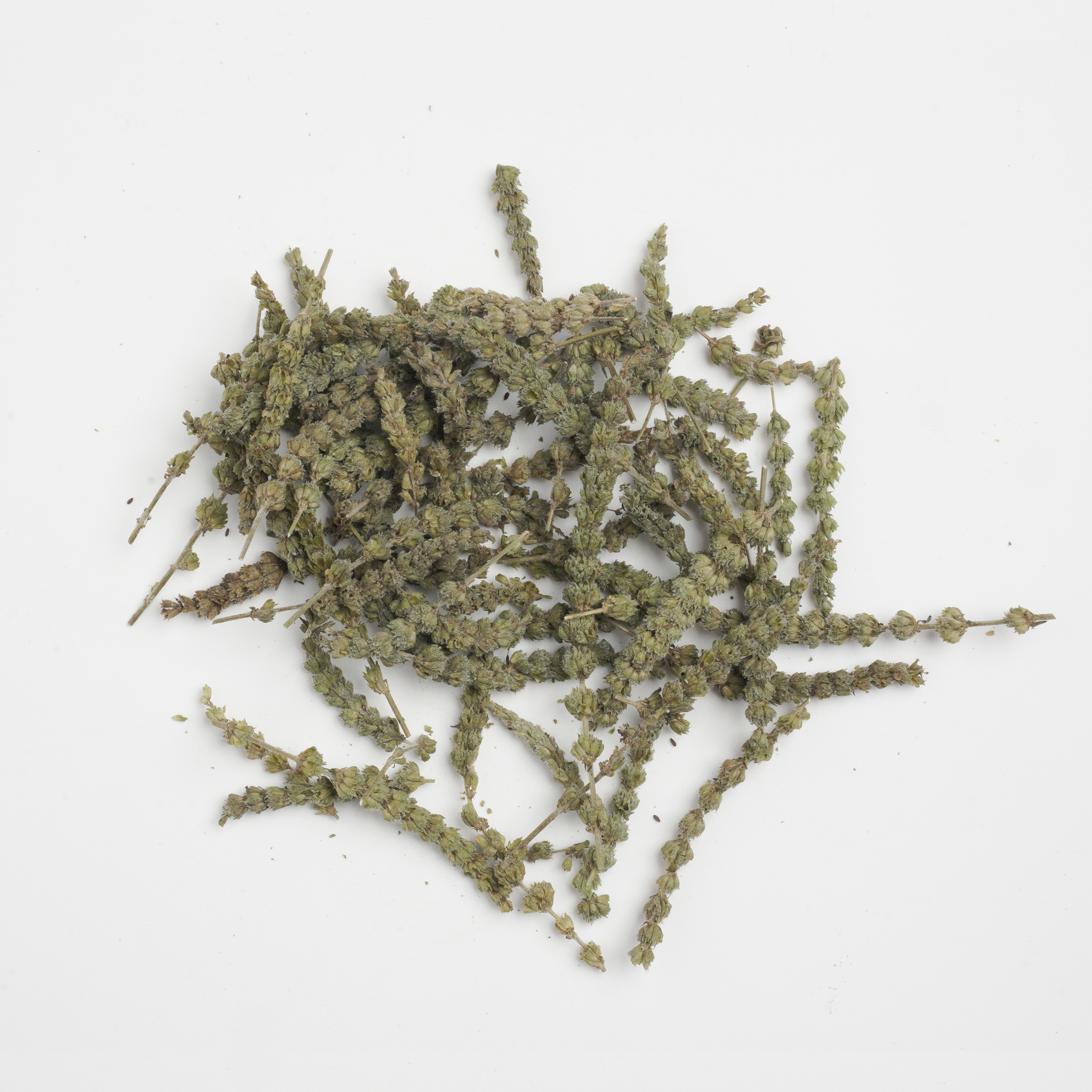 Herba Schizonepetae