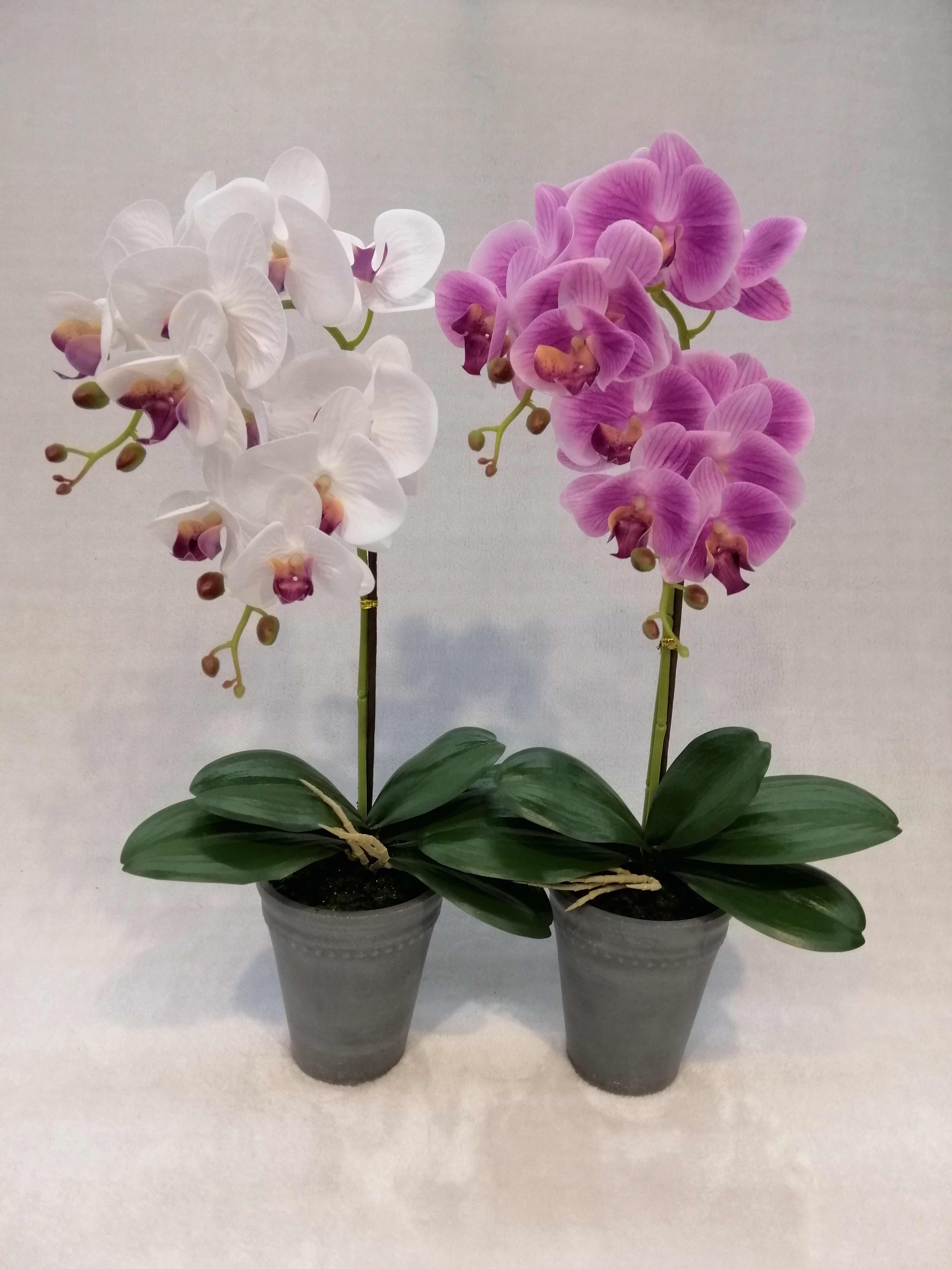086#（rubber）potted Orchid