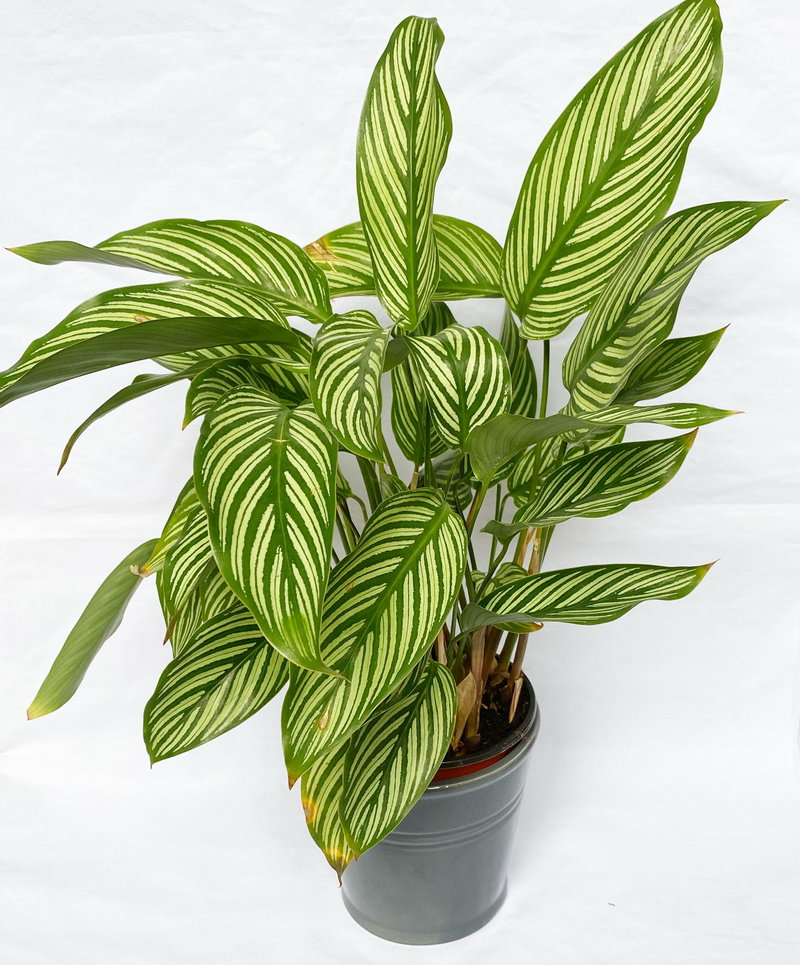 Dolomite Flowerpot