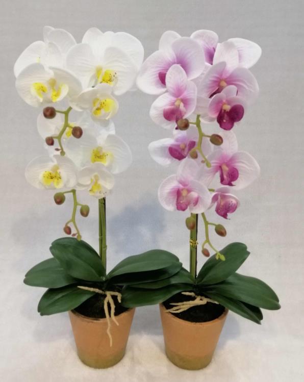 061#potted Orchid