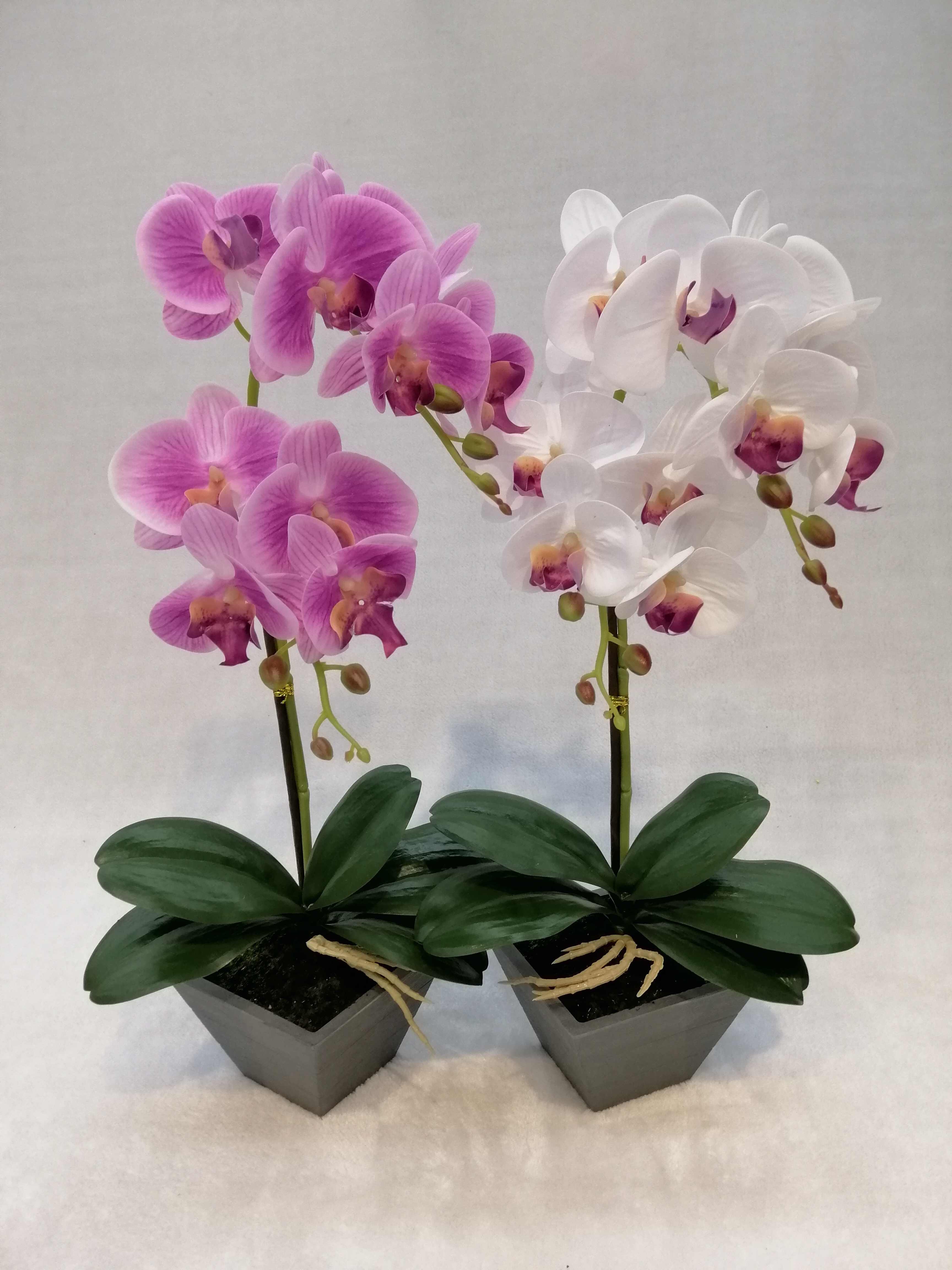 071#（rubber）potted Orchid