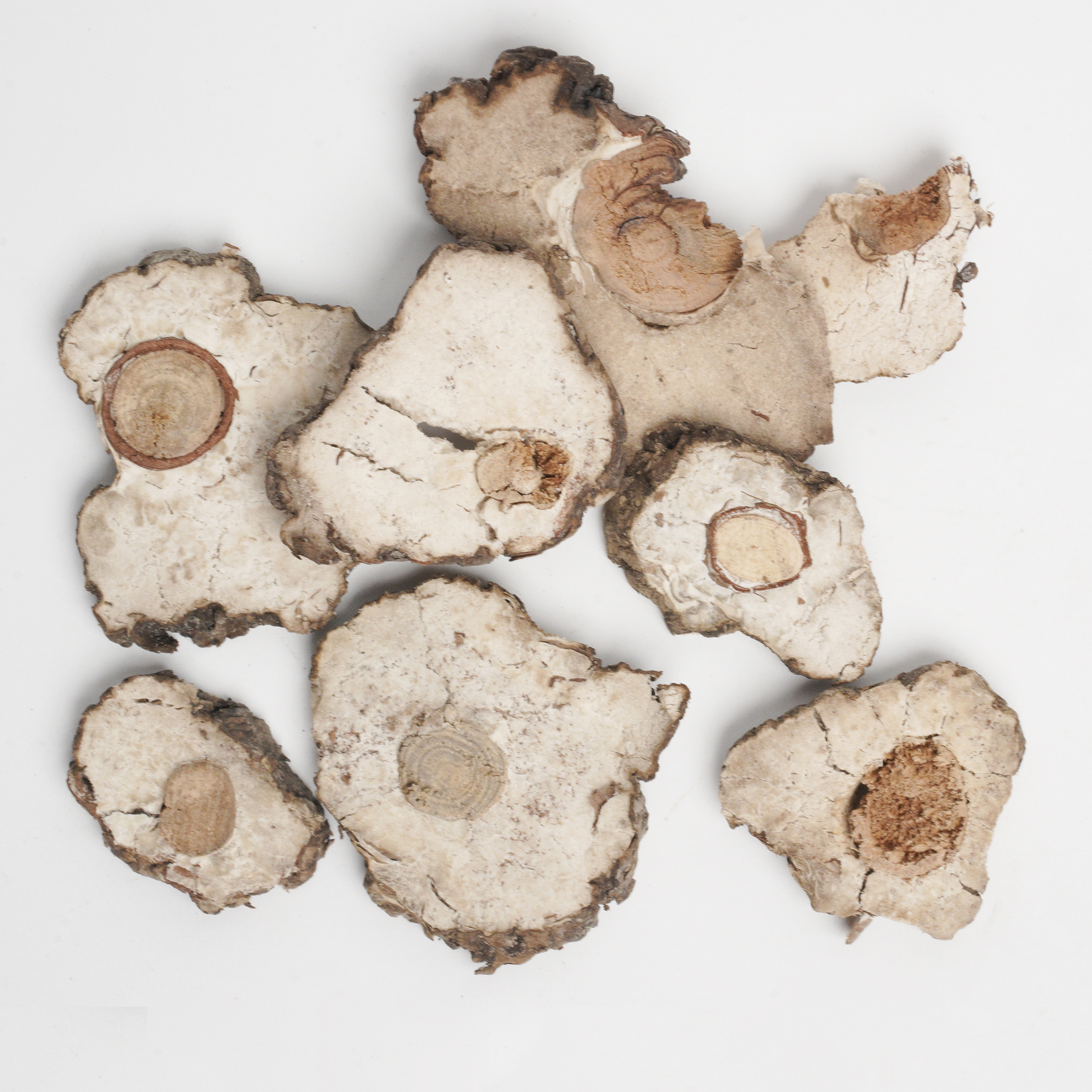 Poria cocos (Schw.) Wolf