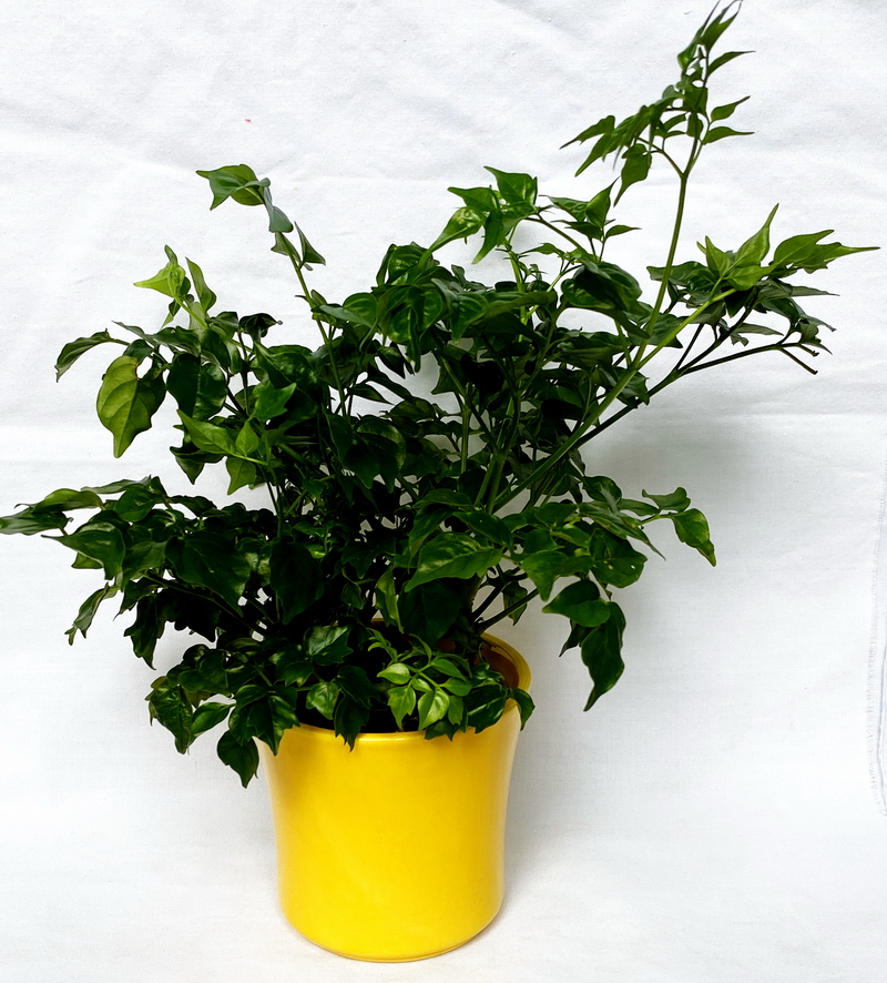 Dolomite Flowerpot