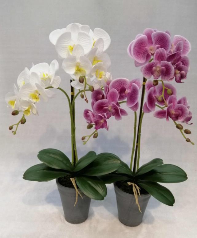 066#potted Orchid