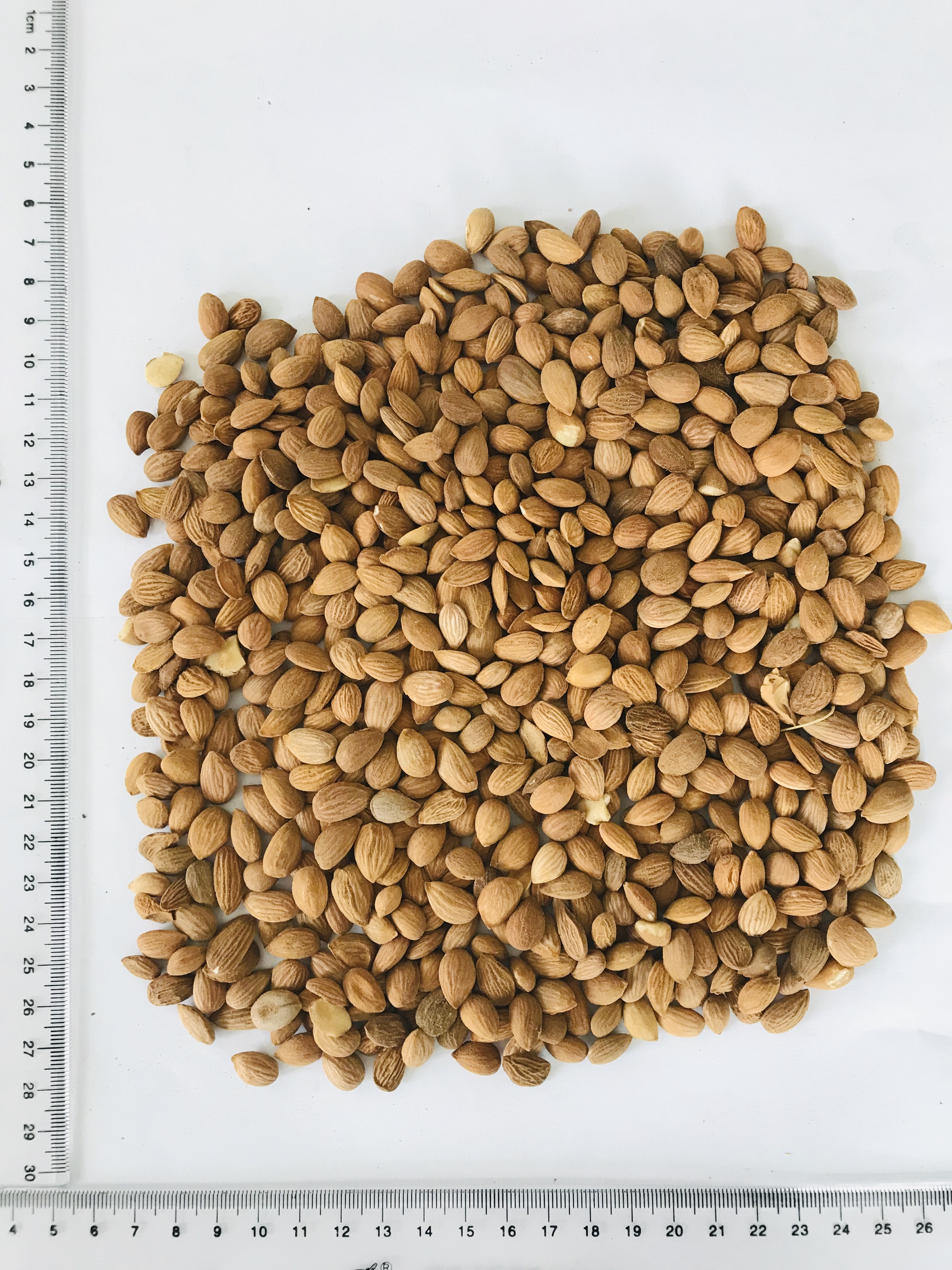peach seed