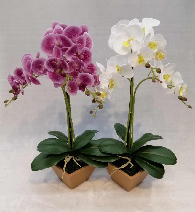 067#potted Orchid