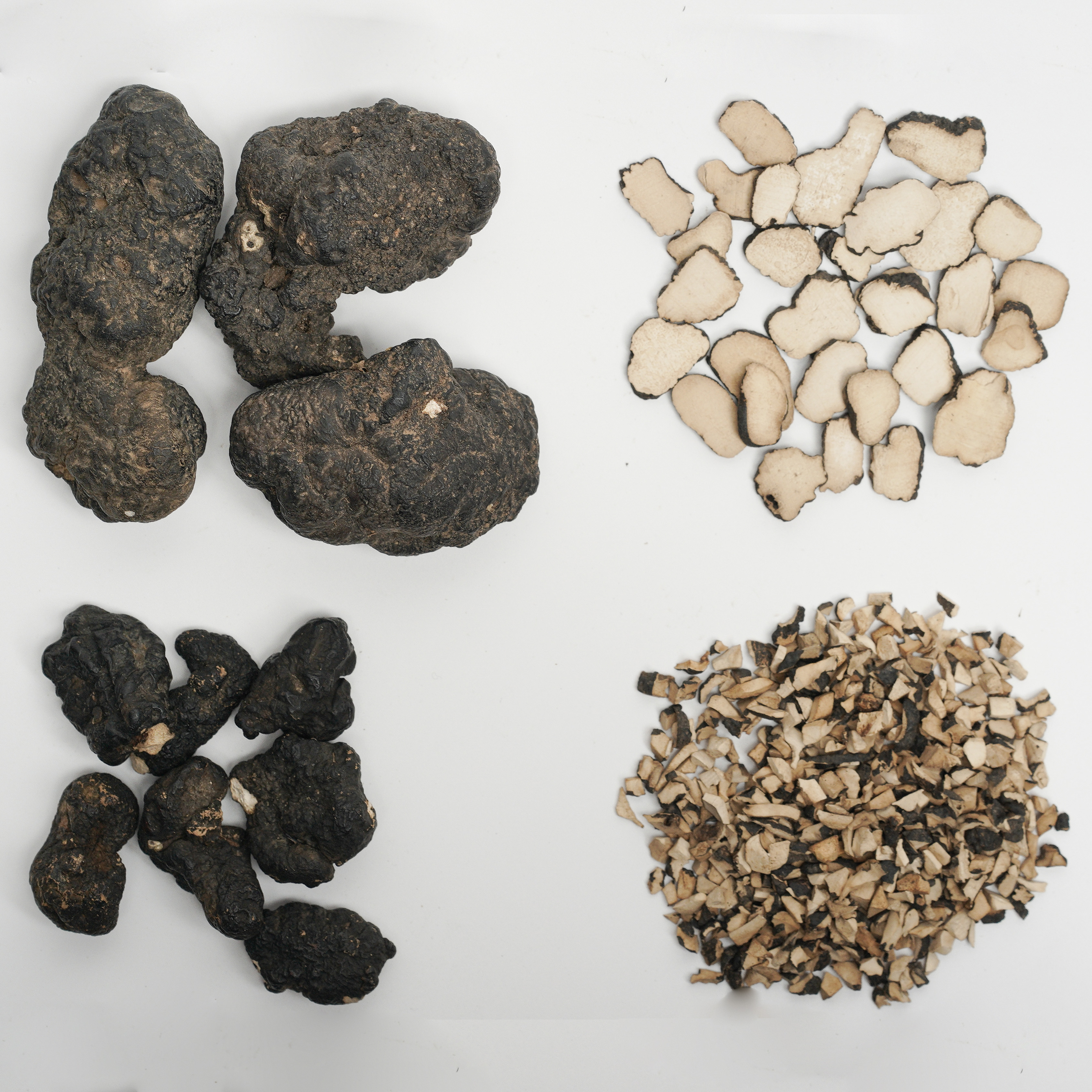Polyporus