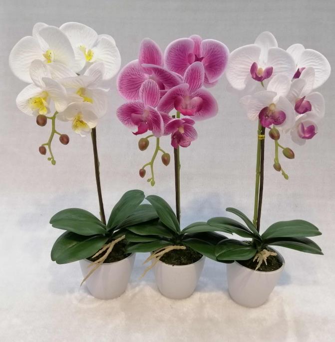 059#potted Orchid