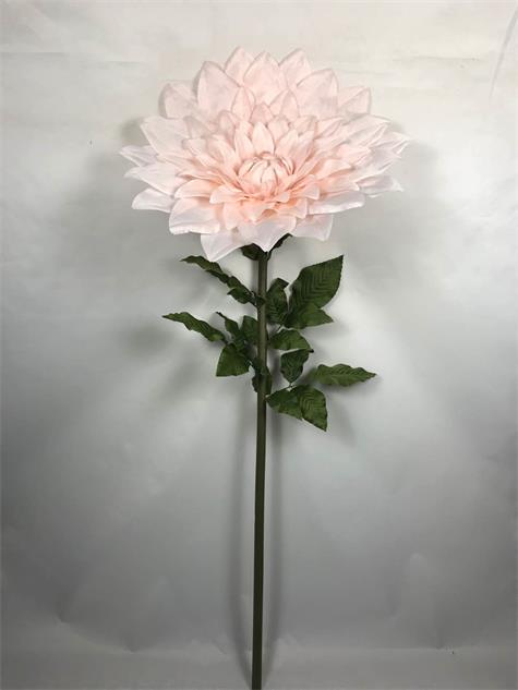 Dahlia