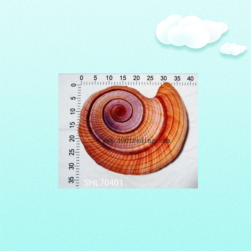 conch