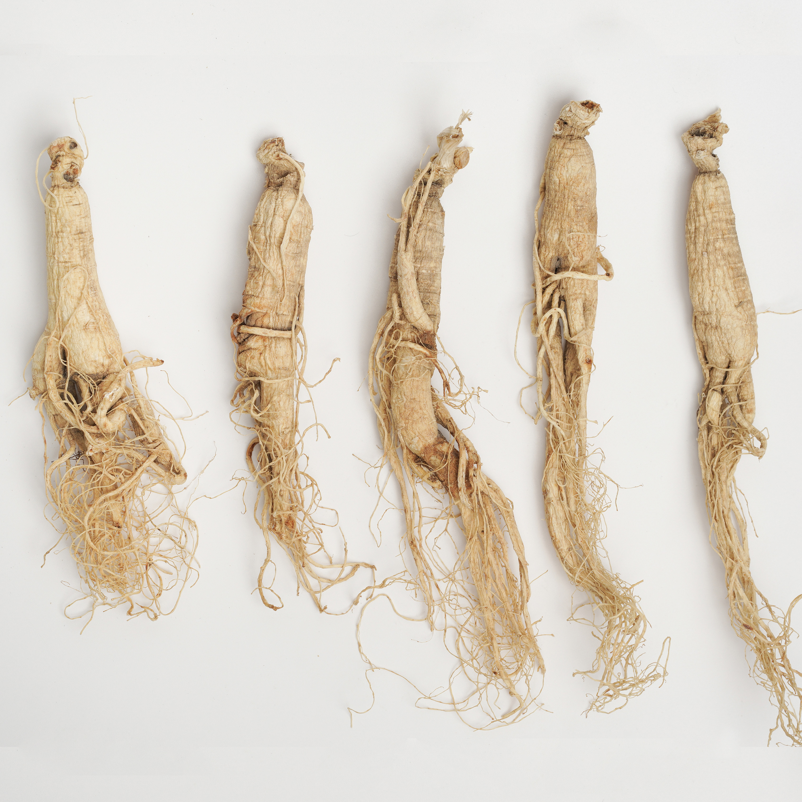 Radix et Rhizoma Ginseng