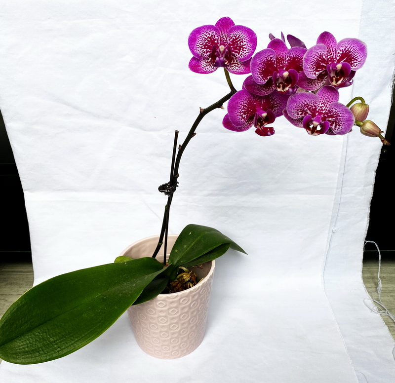 Dolomite Flowerpot