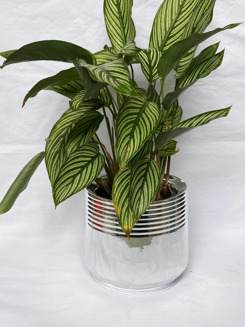 Dolomite Flowerpot