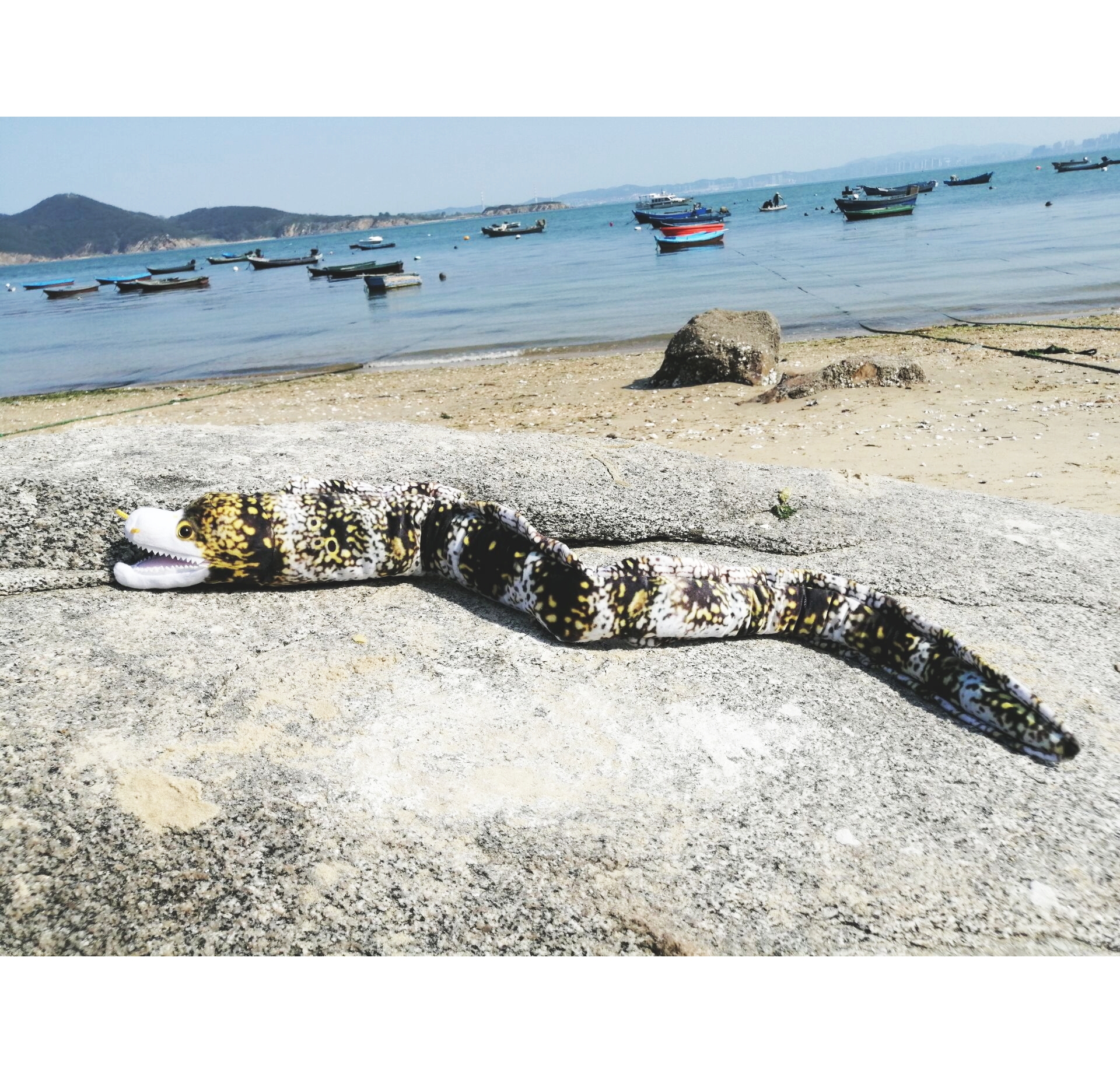 Spotted Eel