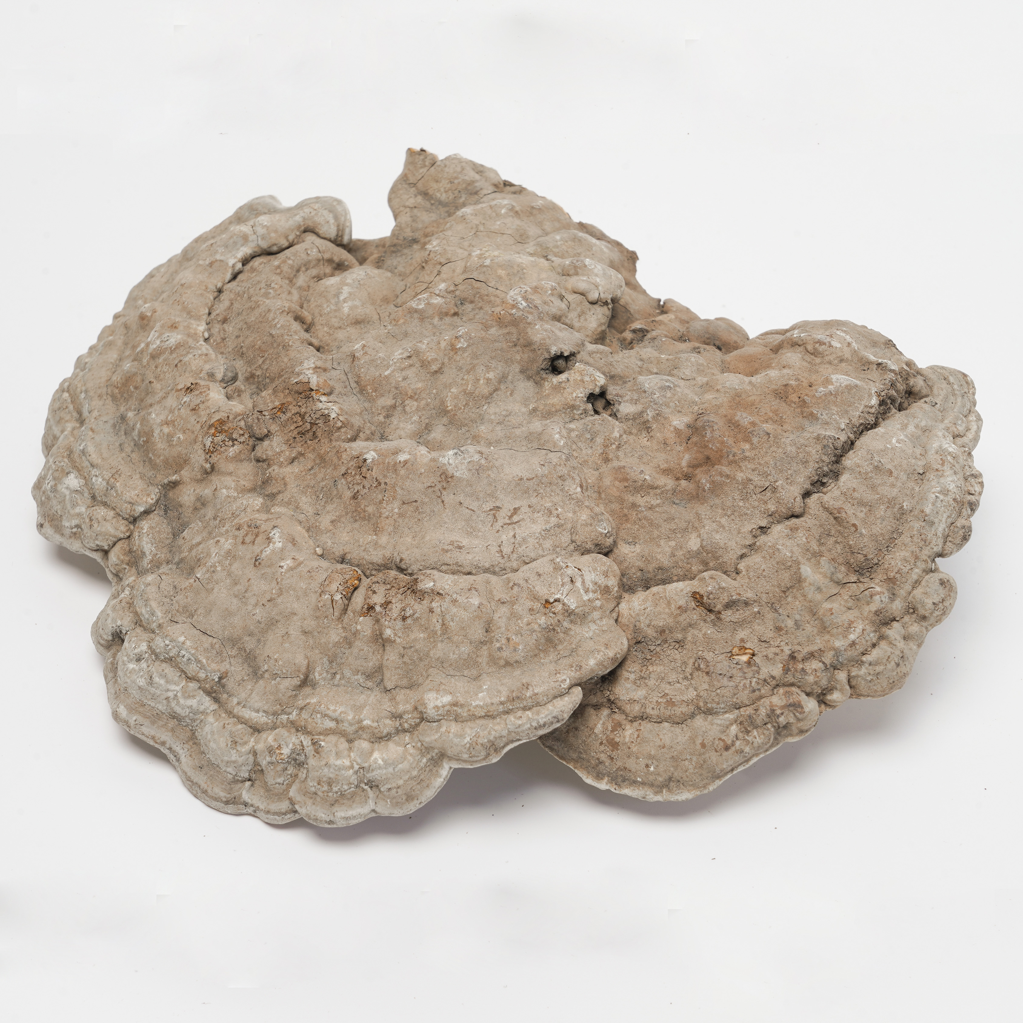 Elfvingia applanata(Pers．) Karst
