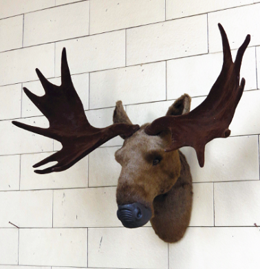 Deer Head