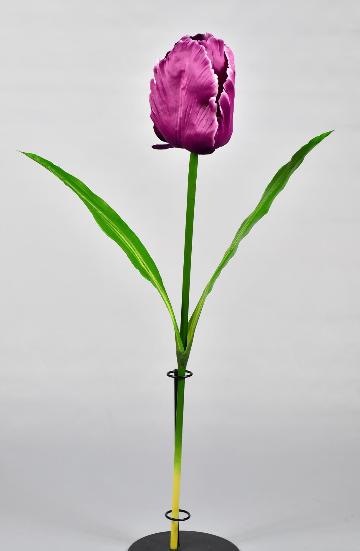 tulip