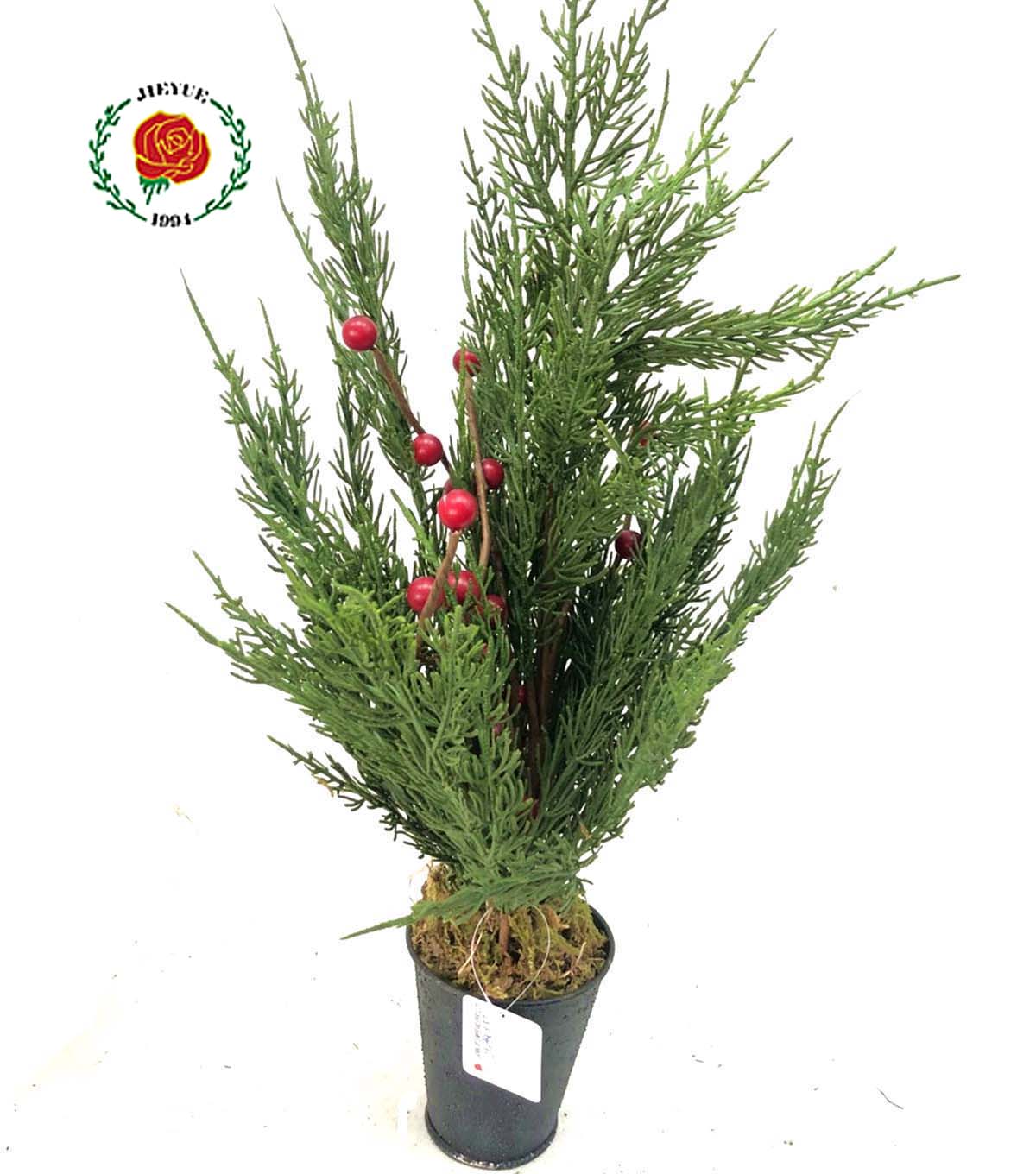 Hol Cypress With Red Berry Pot