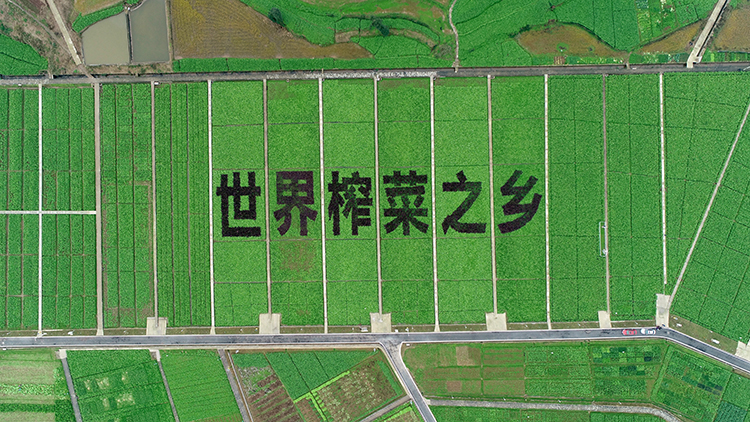 Chongqing Fuling Zhacai Group Co., Ltd. – canned vegetables 1