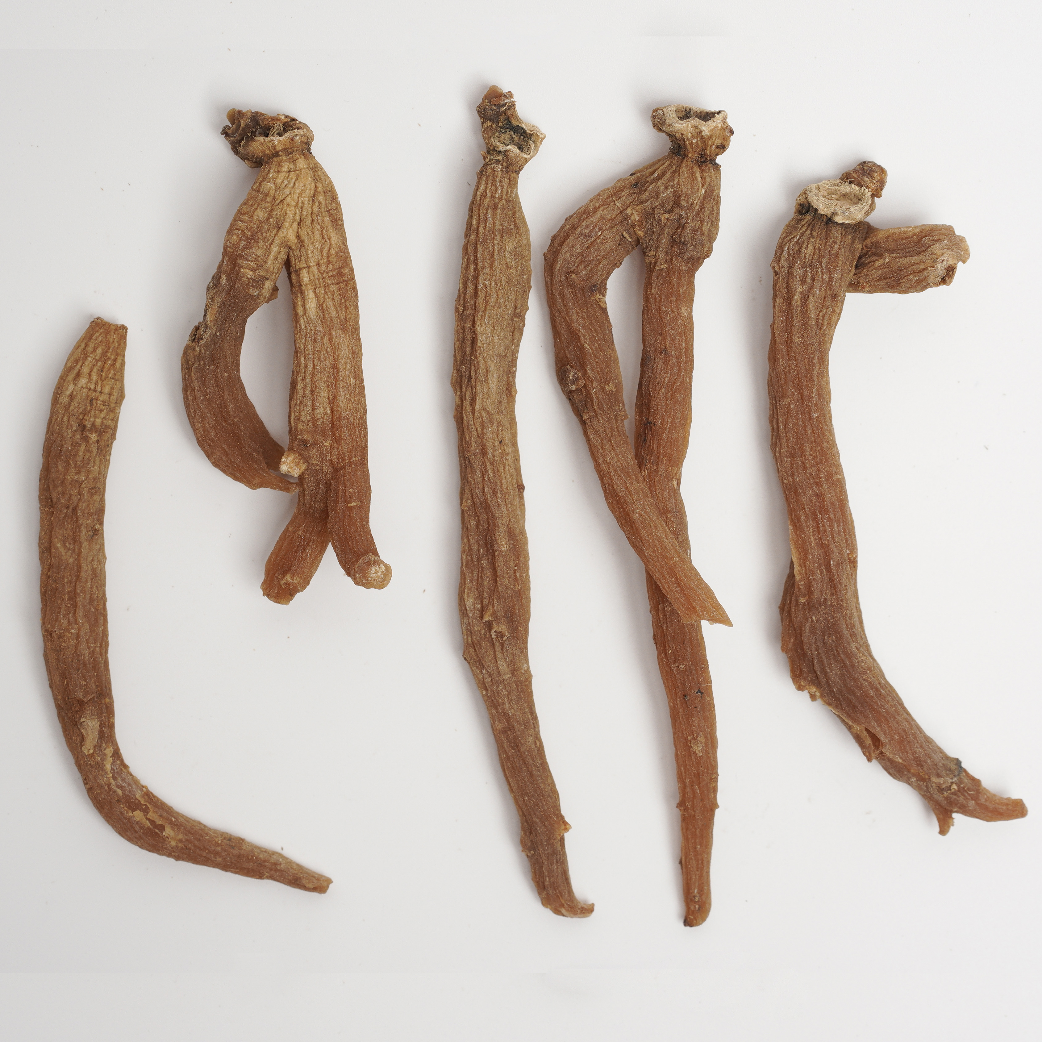 Red Ginseng Root