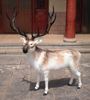Deer