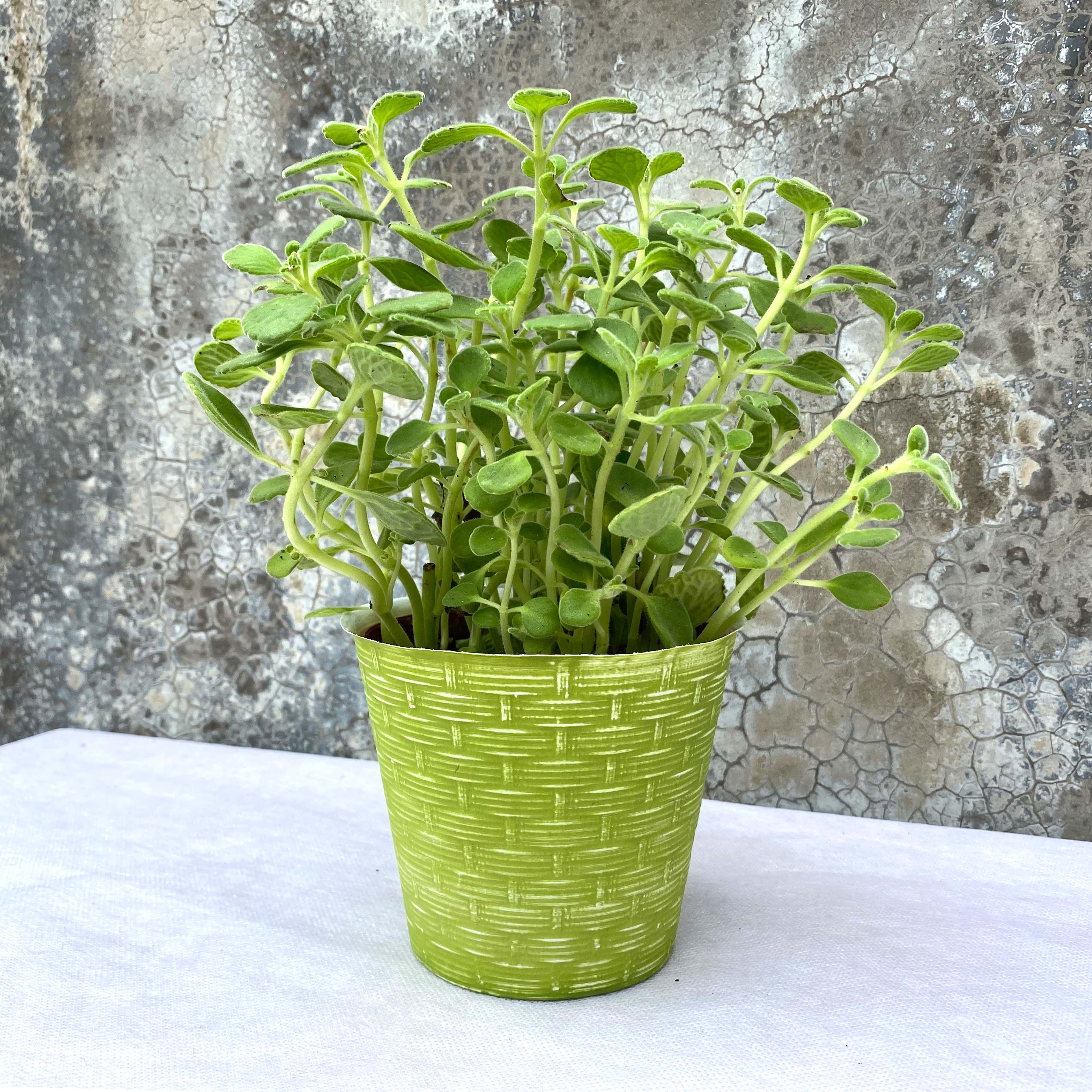Basket proof plastic cover pot