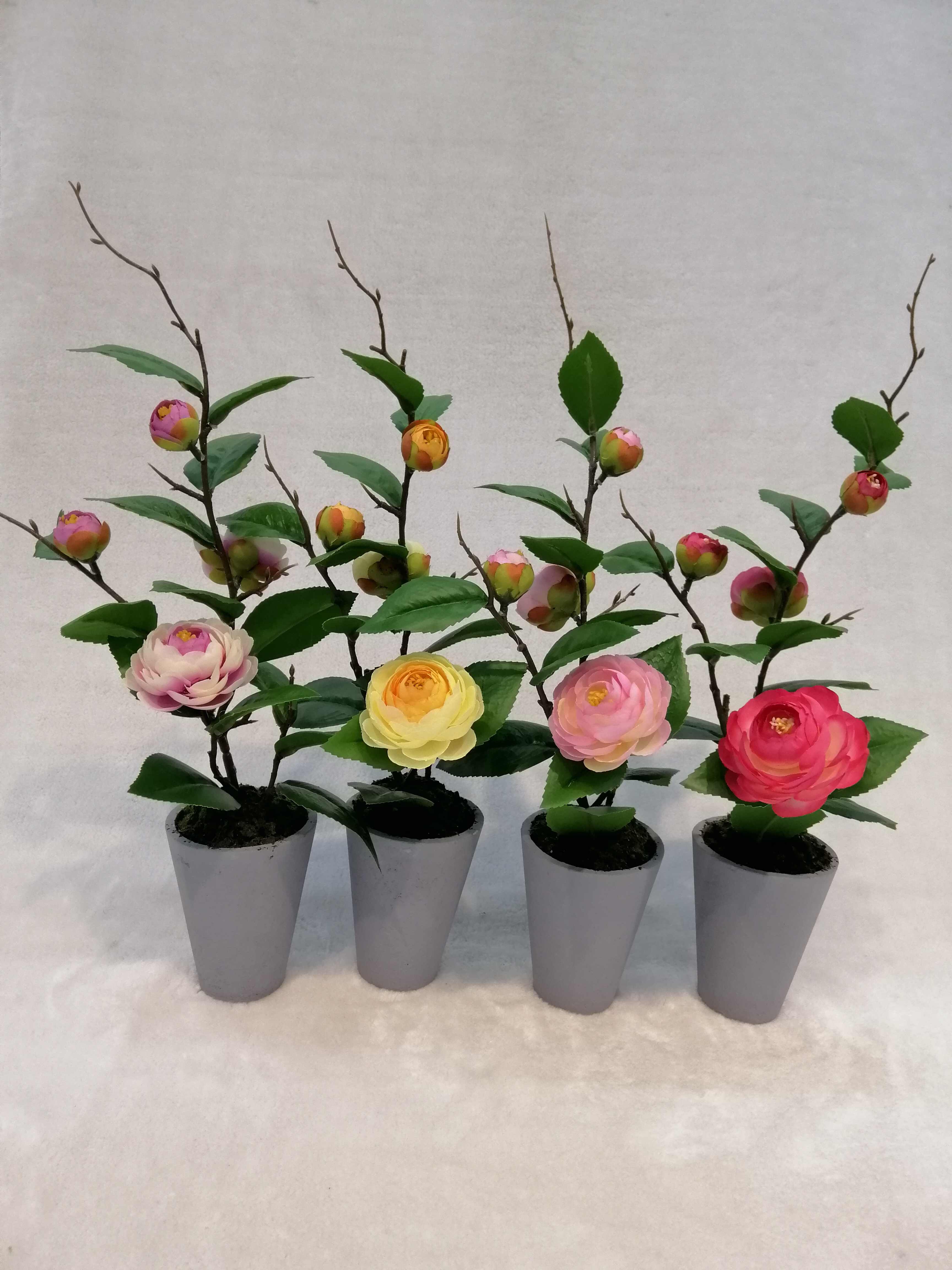 0124#potted Tea Rose
