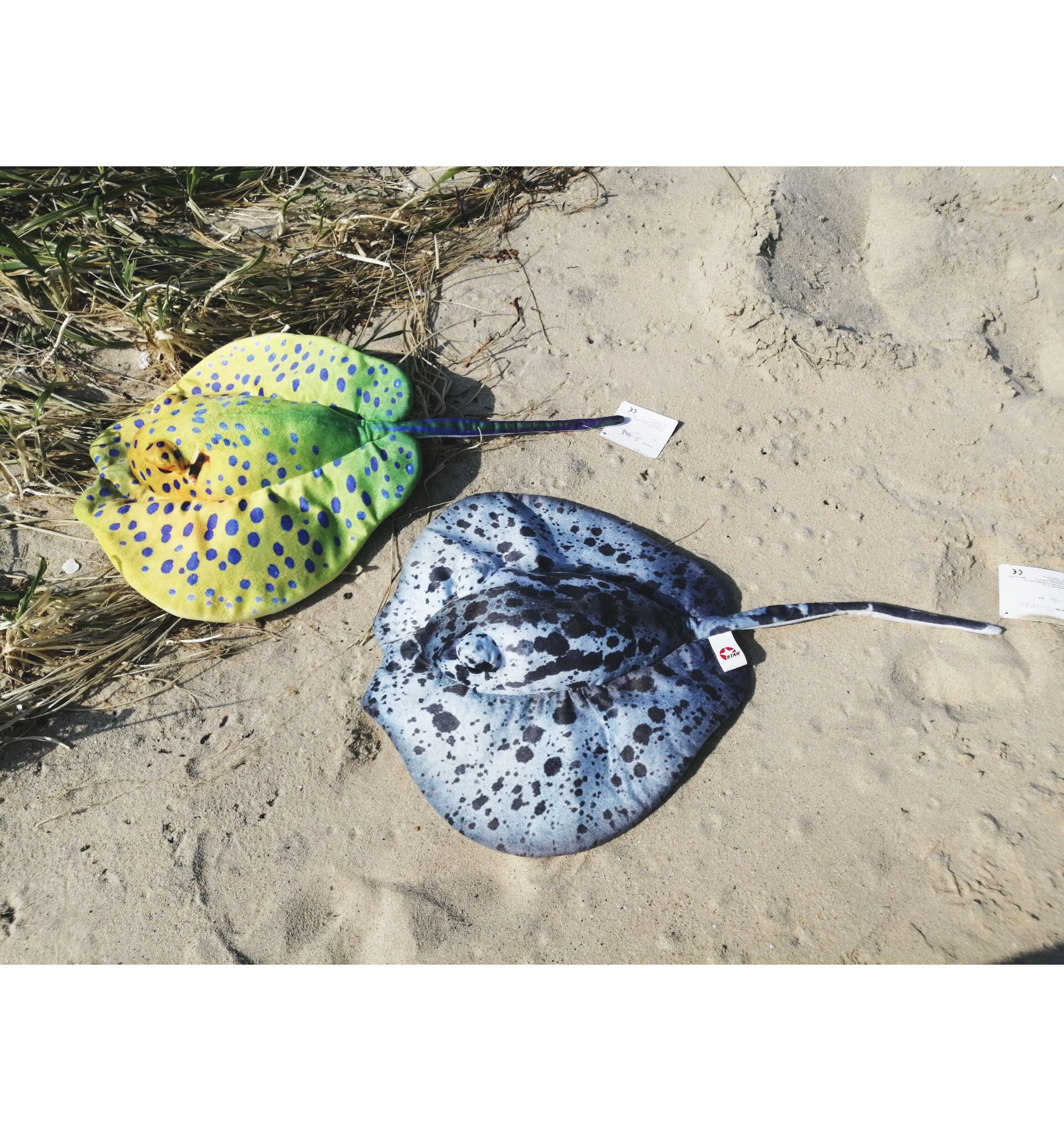Stingray