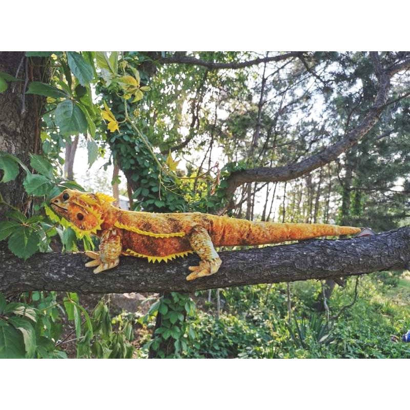 Central Bearded Dragon