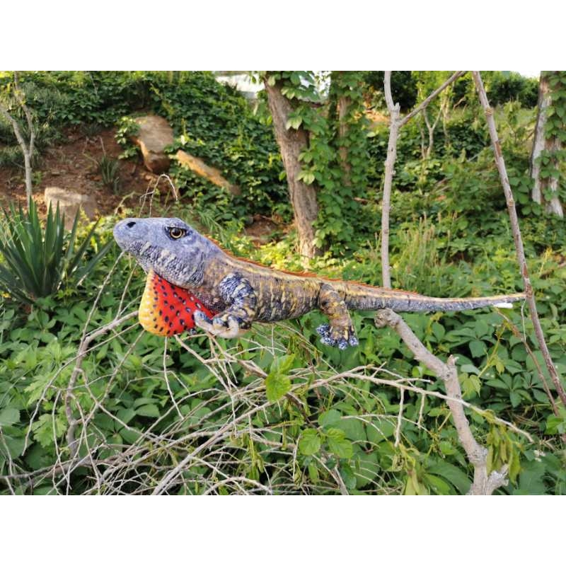 Fan Throated Lizard