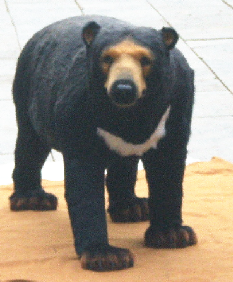 Bear