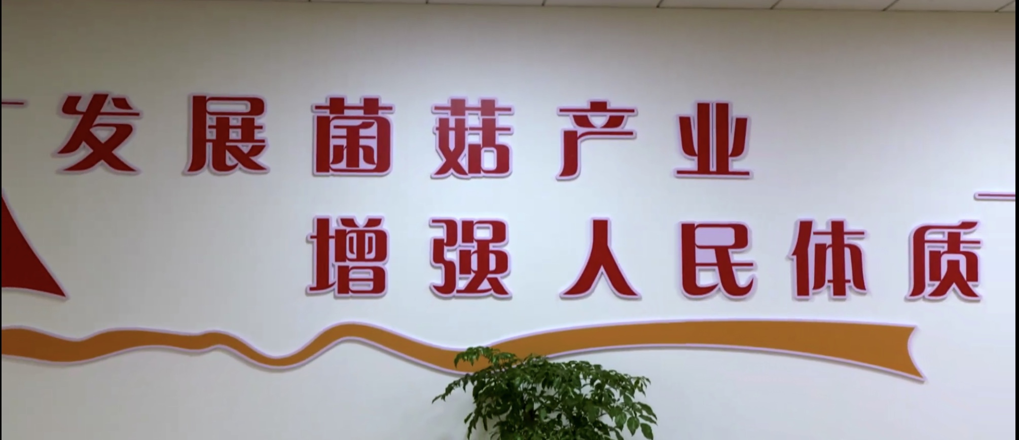 Yicheng Younate Modern Agriculture Co., Ltd. – mushrooms 2