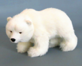 Polar Bear