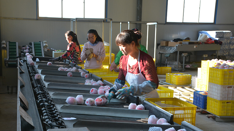 Jingning County Hongliu Fu Fruit Industry Co., Ltd. – Photos produits 3