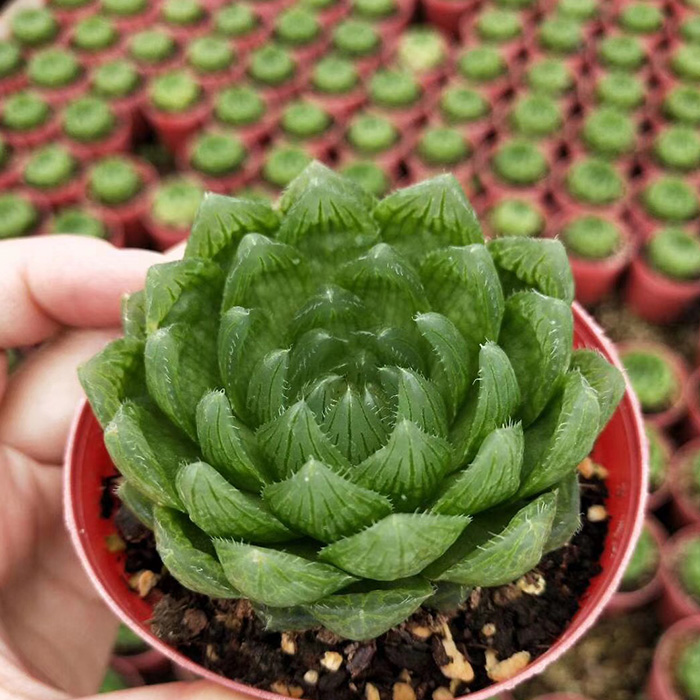 Succulent Plants